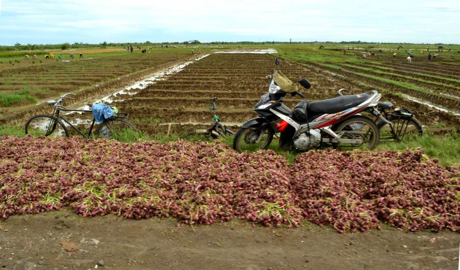 petani bawang di brebes