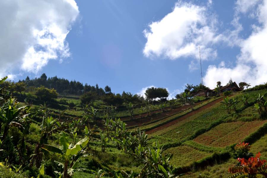 perkebunan-pertanian di bandung utara