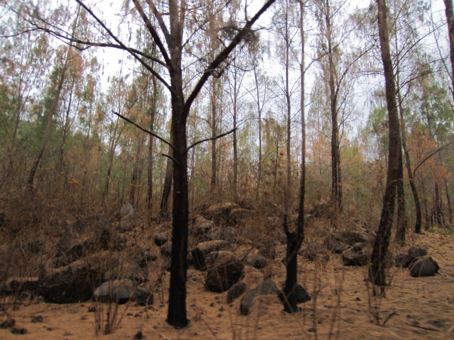 dasar hutan yang kering
