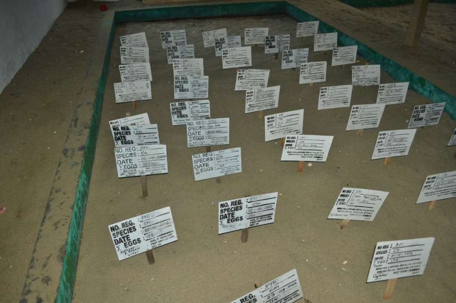 telur penyu yang masih dikubur