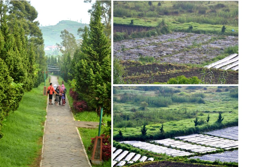 jalan perkerasan menuju candi dan pemandangan persemaian kentang