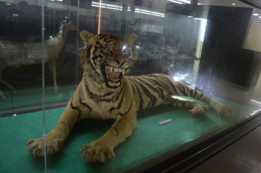 macan yang diairkeraskan