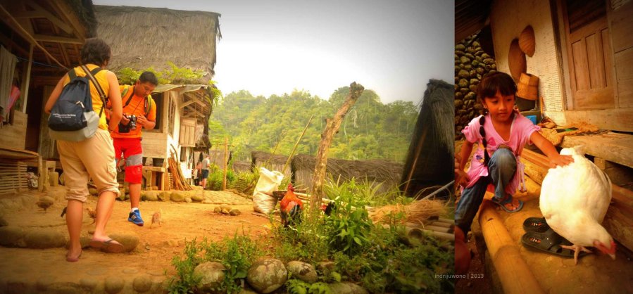 ayam yang banyak berkeliaran di kampung