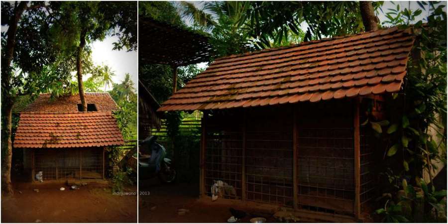 kandang anjing dengan pohon yang tembus atap di belakangnya