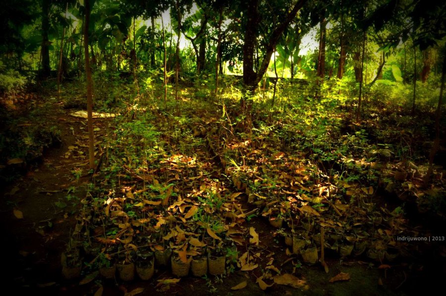 anakan pohon intaran