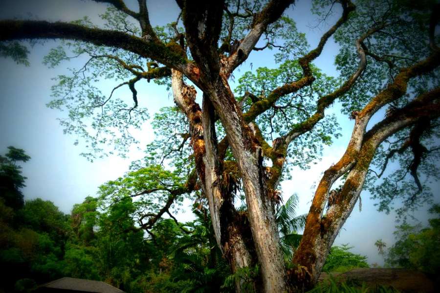 pohon besar di botani garden