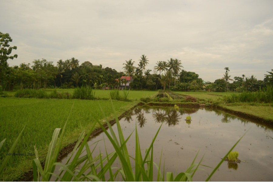 sawah di godean, sleman.