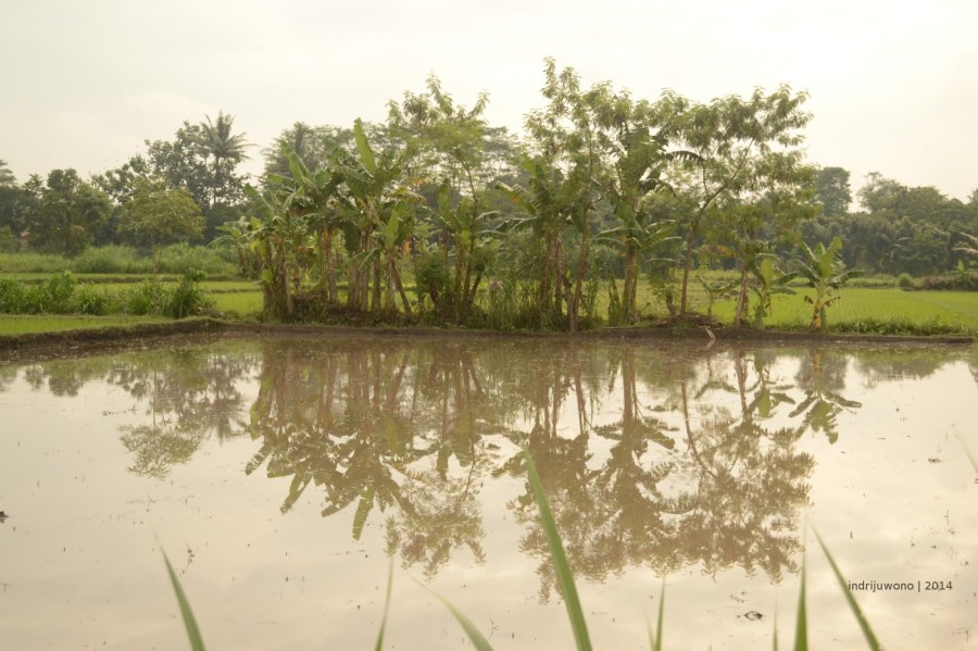 biarkan pepohonan tetap ada..