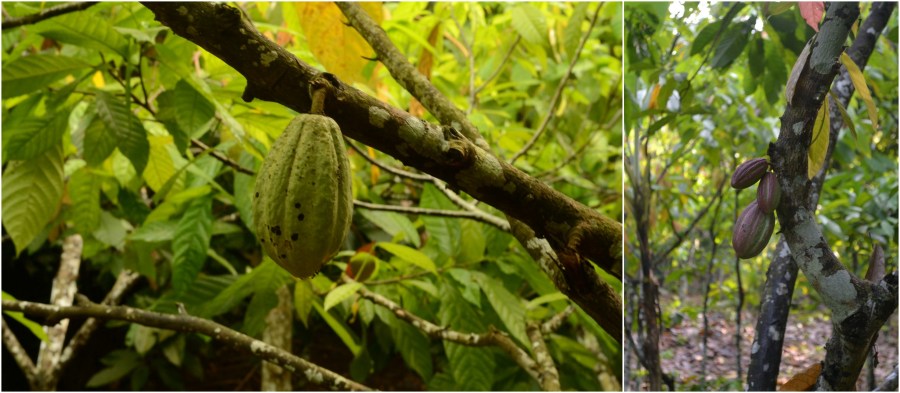 pohon coklat muda di hutan