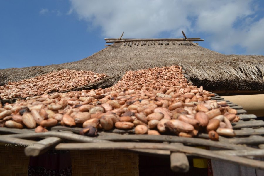 di atap, banyak yang menjemur buah kakao