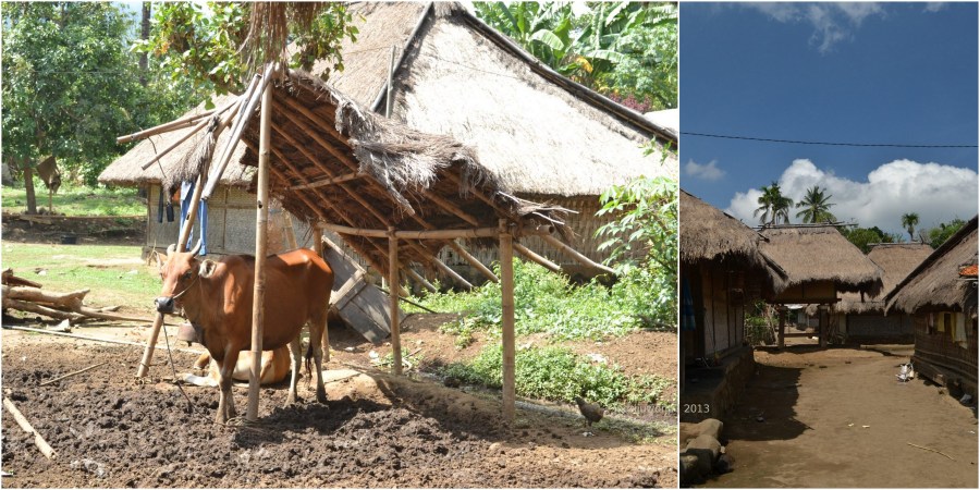 beternak sapi di ujung desa