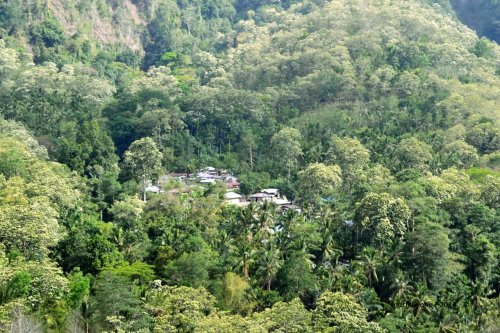 desa di tengah hutan kemiri