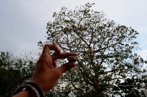 buah kemiri yang belum dikupas