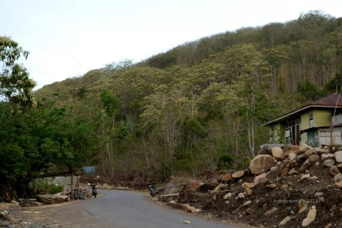 hutan kemiri menggerumbul