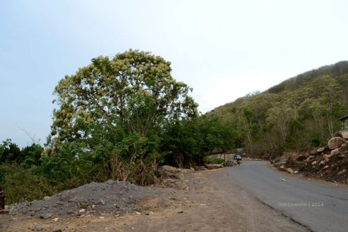 pohon kemiri yang berdiri gagah di tepi jalan