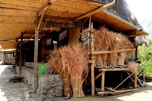 ikatan ilalang dari seberang pengganti atap