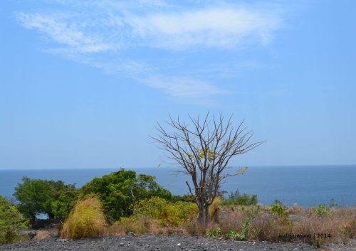 pohon meranggas sendiri di perjalanan