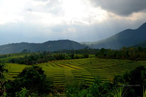 sawah penangkap perhatian
