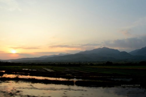 mengikuti sawah
