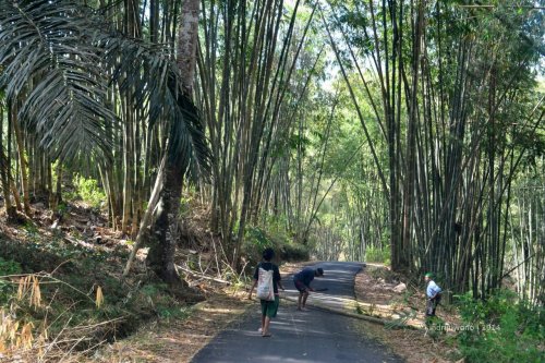 hutan bambu di jalan