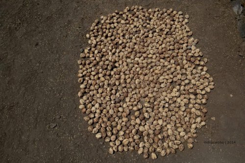 kemiri yang dijemur di tanah lapang