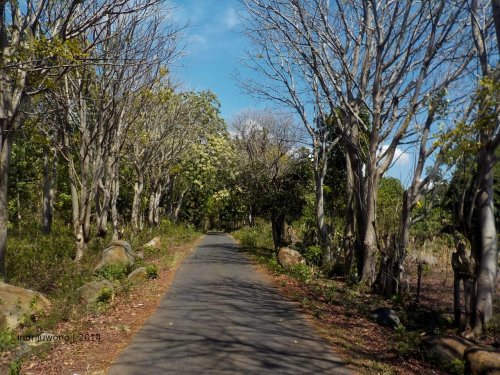 jalanan di desa masih mulus di tengah batang kering
