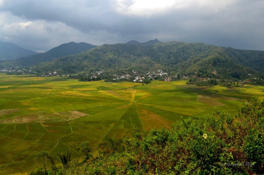 spider-web-rice-flores-1