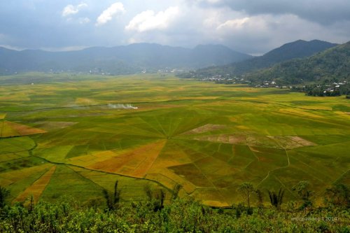 spider-web-rice-flores-3