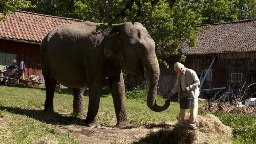 meet the elephant (pic from butlercinemascene)