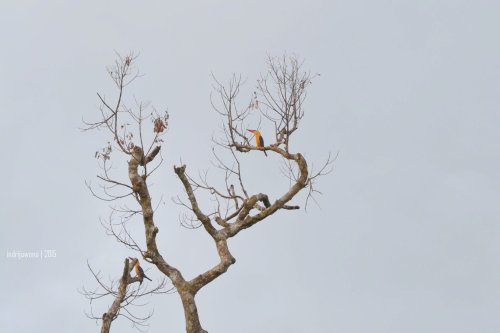 bisakah kau temukan burungnya?