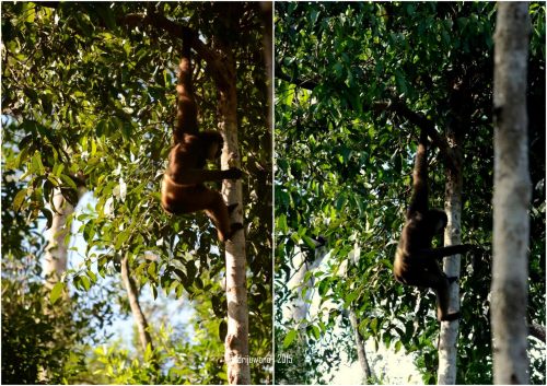 mamalia hidup berdampingan antara owa dan orangutan