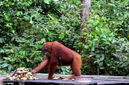 14-tanjungputing-pondok-tanggui-orangutan-1