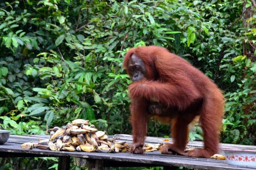 15-tanjungputing-pondok-tanggui-orangutan-2