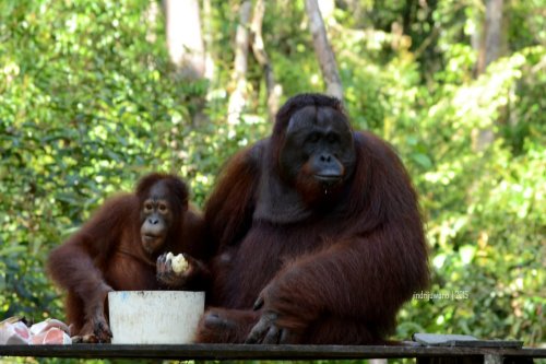 20-tanjungputing-camp-leakey-orangutan
