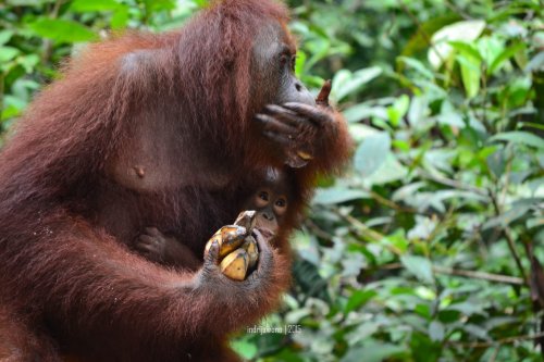 24-tanjungputing-pondok-tanggui-orangutan-11