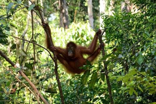 27-tanjungputing-camp-leakey-orangutan