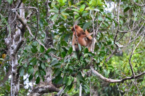 29-tanjungputing-tanjung-harapan-bekantan