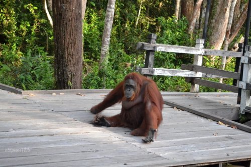 33-tanjungputing-camp-leakey-orangutan-siswi-goodbye