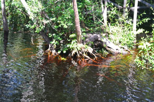 air itam yang pekat seperti teh