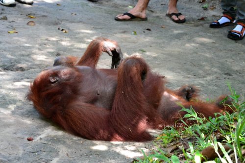 siswi berakting tidur