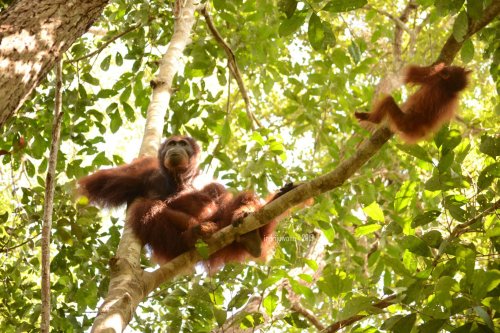 8-tanjungputing-camp-leakey-orangutan