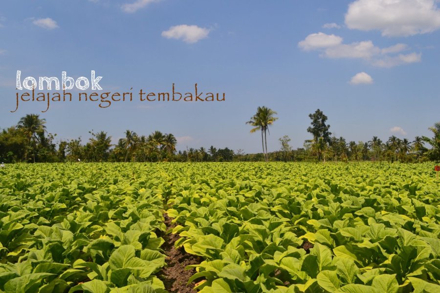0-cover-tembakau-lombok