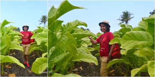 tembakau dewasa yang setinggi orang