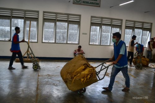 tembakau didorong ke sisi lain gudang untuk dikirim