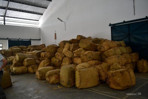 tumpukan tembakau terbaik yang akan dikirim ke kudus