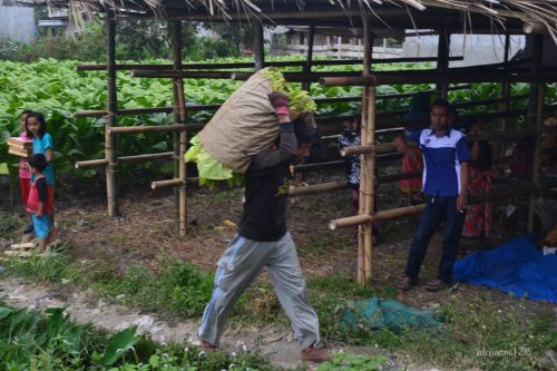 mengangkut daun tembakau dari kebun