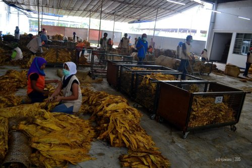 membongkar tembakau untuk disortir berdasarkan kualitasnya