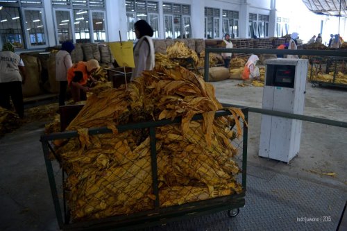 timbangan keranjang, aku sempat mencoba berdiri juga di atasnya