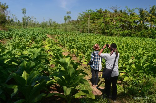 tanaman tembakau yang masih muda (in frame : wira dan atre)