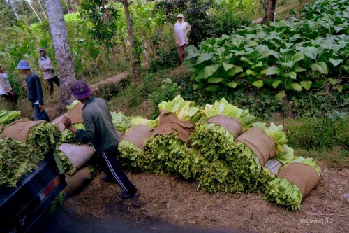 tumpukan tembakau menunggu diangkut